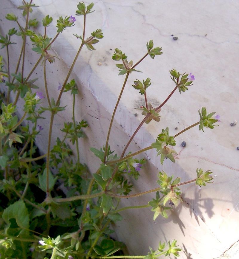 Image of Campanula erinus L.