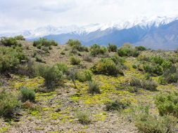 Image of yellow pepperweed