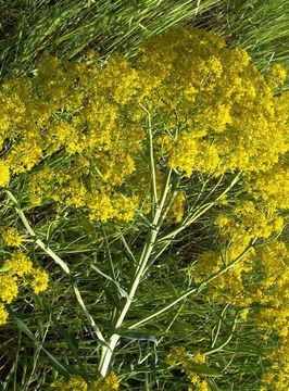 Image of Dyer's woad