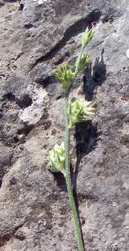 Plancia ëd Onobrychis aequidentata (Sm.) d'Urv.