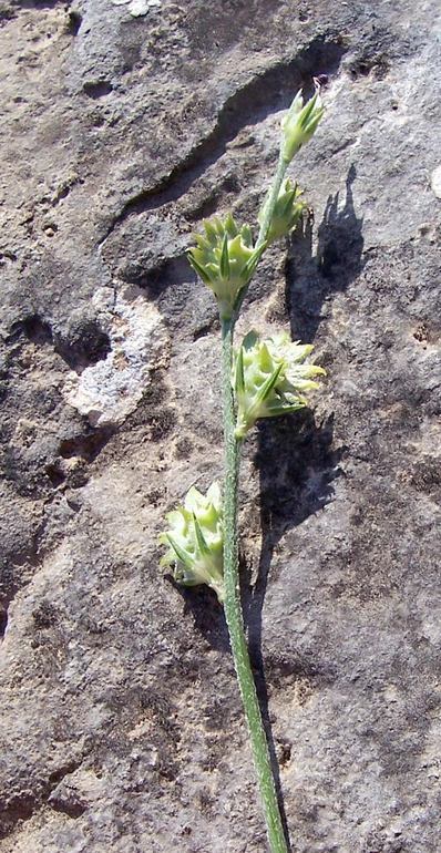 Image of Onobrychis aequidentata (Sm.) d'Urv.