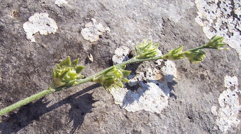 Plancia ëd Onobrychis aequidentata (Sm.) d'Urv.