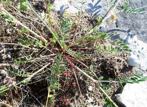 Plancia ëd Onobrychis aequidentata (Sm.) d'Urv.