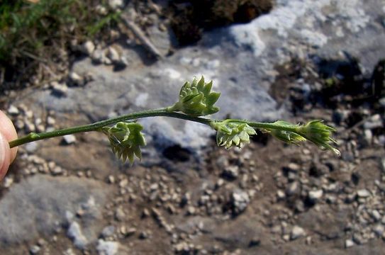 Plancia ëd Onobrychis aequidentata (Sm.) d'Urv.