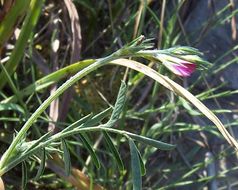 Plancia ëd Onobrychis aequidentata (Sm.) d'Urv.