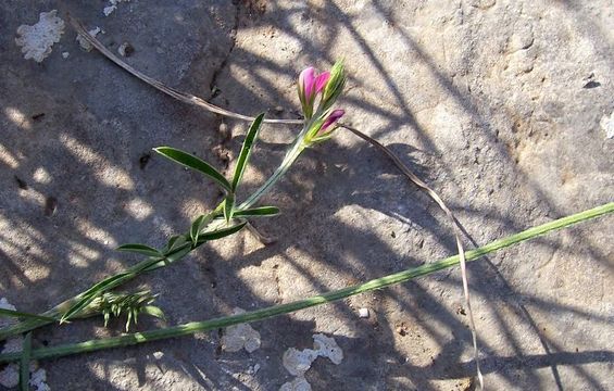 Onobrychis aequidentata (Sm.) d'Urv. resmi