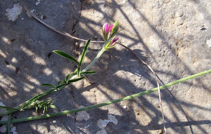 Image of Onobrychis aequidentata (Sm.) d'Urv.