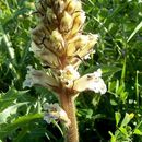 Orobanche crenata Forsskál的圖片