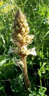 Image de Orobanche crenata Forsskál