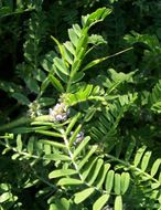 Imagem de Astragalus sesameus L.