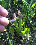 Image of Small-flowered serapias