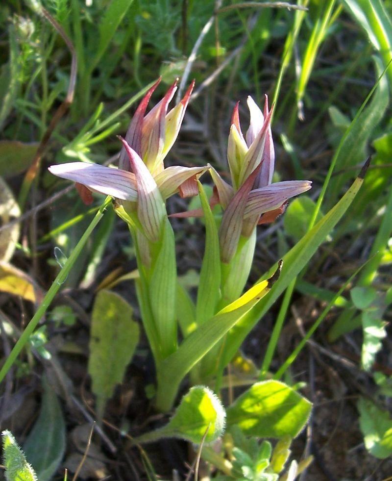 Image of Small-flowered serapias