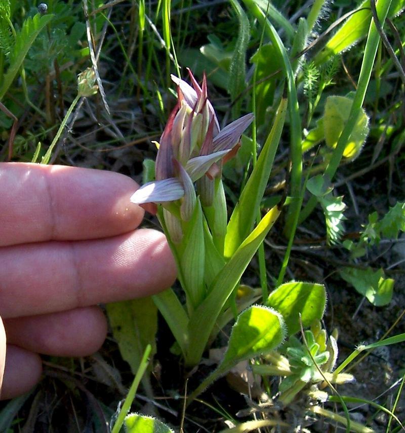 Image of Small-flowered serapias