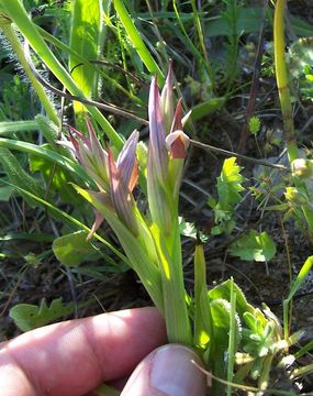 Image of Small-flowered serapias