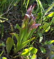 Image of Small-flowered serapias