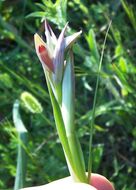 Image of Small-flowered serapias