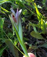 Image of Small-flowered serapias