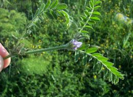 Imagem de Astragalus sesameus L.