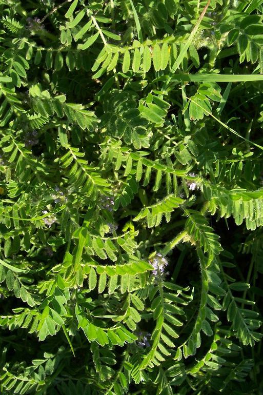 Слика од Astragalus sesameus L.