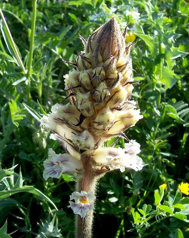 Image de Orobanche crenata Forsskál