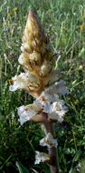 Image de Orobanche crenata Forsskál