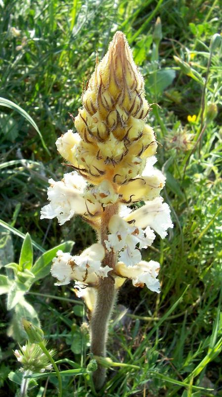 Image de Orobanche crenata Forsskál