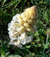 Image de Orobanche crenata Forsskál