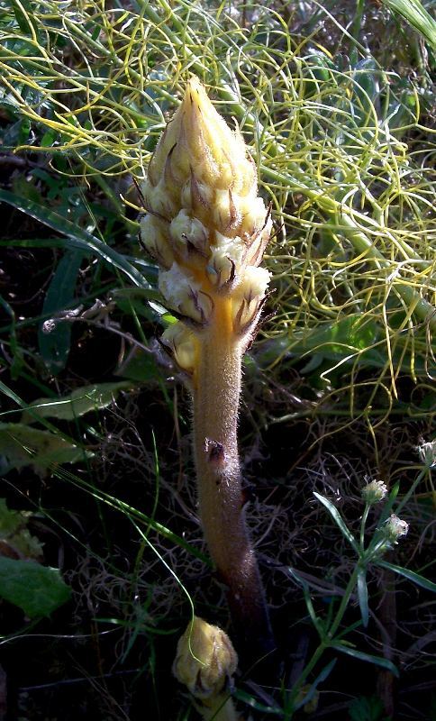 Image de Orobanche crenata Forsskál