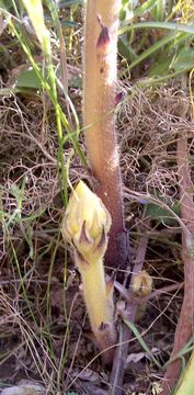 Image de Orobanche crenata Forsskál