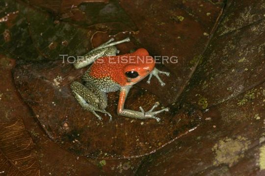 Image of Granular Poison Frog