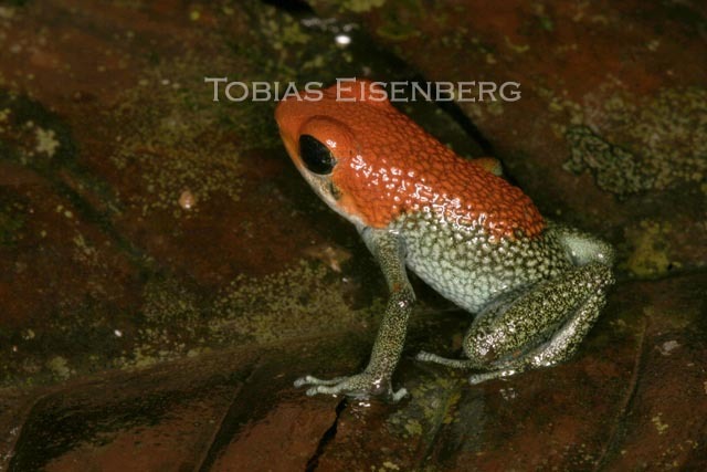 Image of Granular Poison Frog