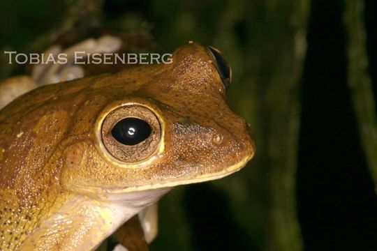 Smilisca sordida (Peters 1863)的圖片