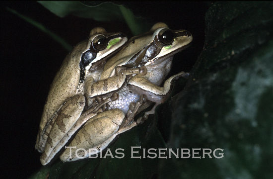 Image of Central American Smilisca