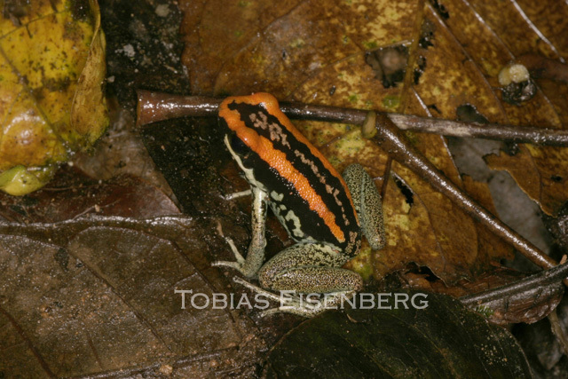 Image of Golfodulcean Poison Frog