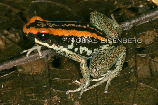 Image of Golfodulcean Poison Frog