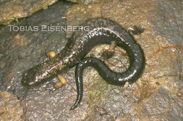 Image of Bolitoglossa cerroensis (Taylor 1952)