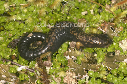 Image of Bolitoglossa cerroensis (Taylor 1952)