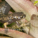 Imagem de Bolitoglossa cerroensis (Taylor 1952)