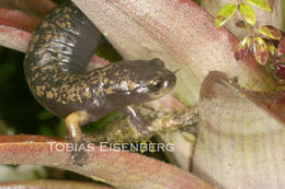 Image of Bolitoglossa cerroensis (Taylor 1952)