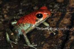 Image of Granular Poison Frog