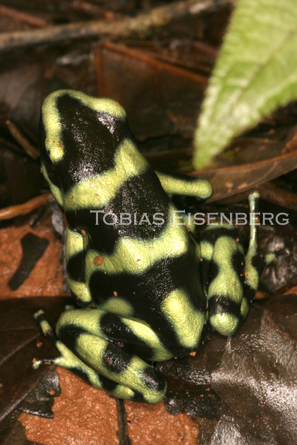 Plancia ëd Dendrobates auratus (Girard 1855)