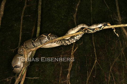 Boa constrictor Linnaeus 1758 resmi