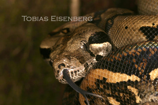 Boa constrictor Linnaeus 1758 resmi