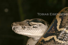 Boa constrictor Linnaeus 1758 resmi