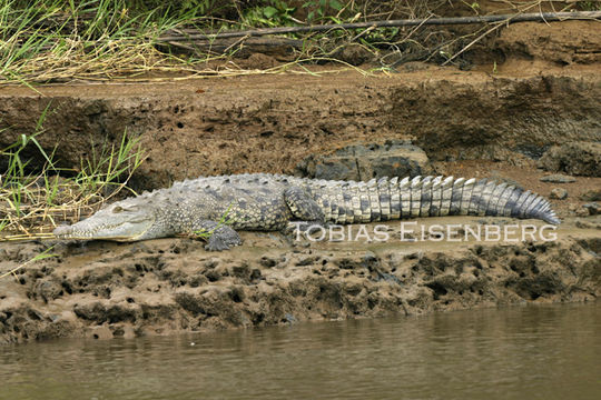 Imagem de Crocodylus acutus (Cuvier 1807)