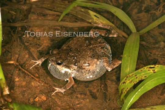 Image of Tungara Frog