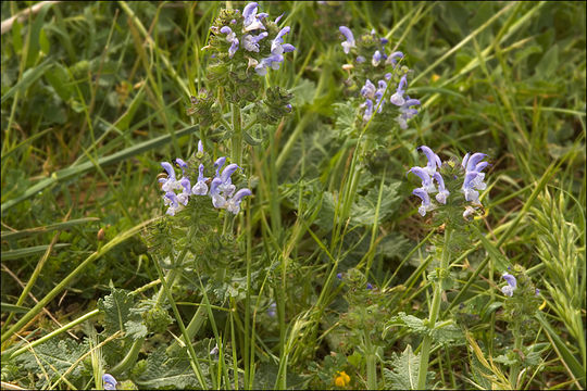 Image of verbena sage