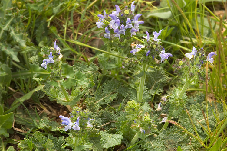 Image de sauge verveine