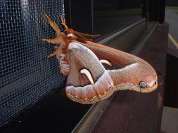 Image of Ceanothus Silkmoth