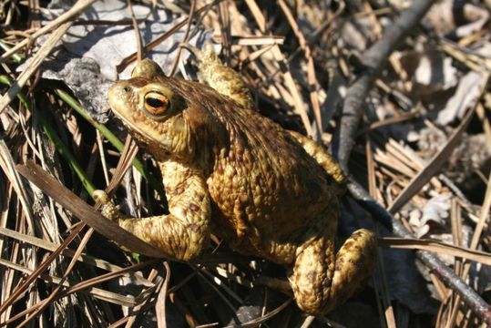 Image of Common Toad